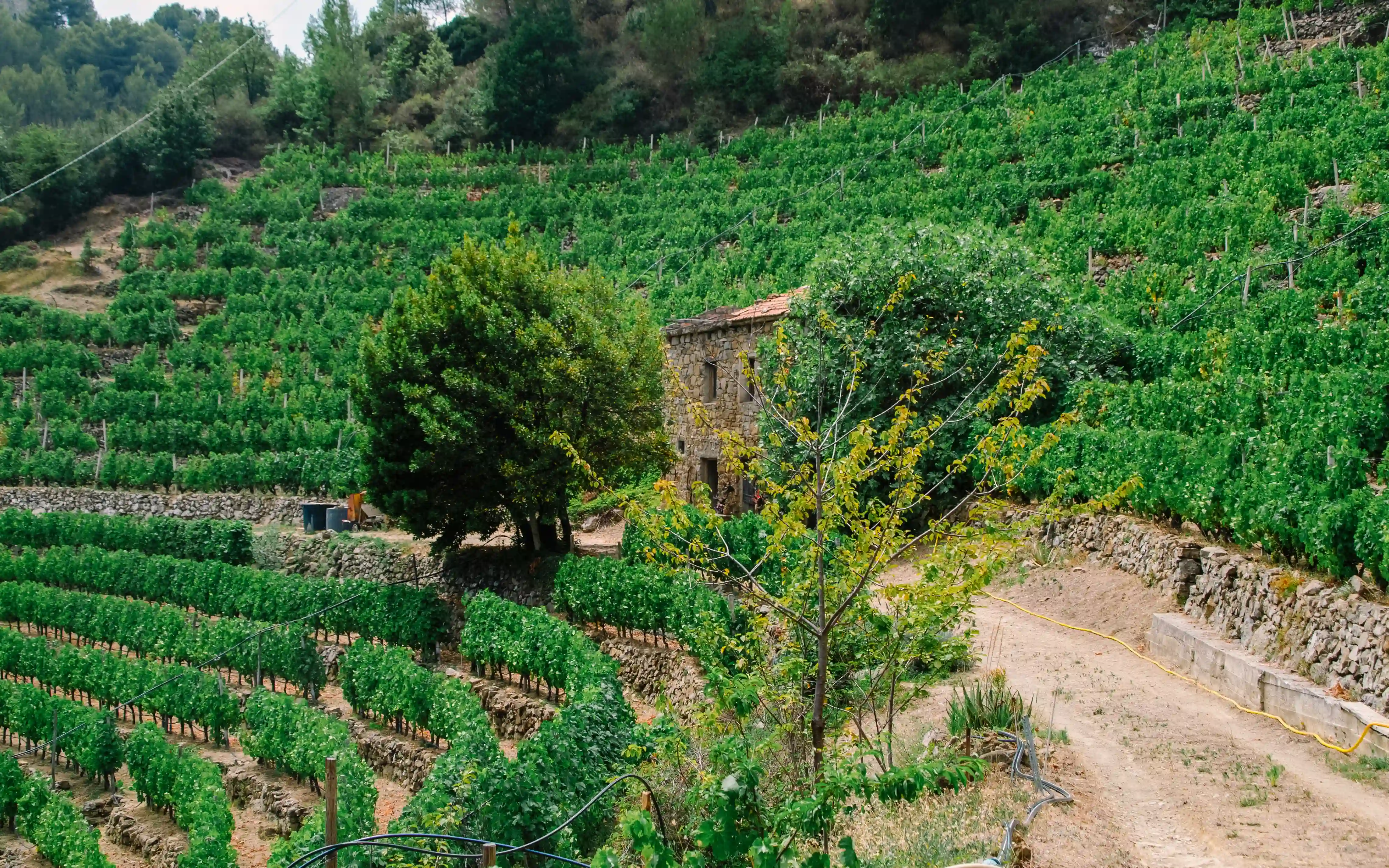 Pomeriggio tra vigne e paesaggi