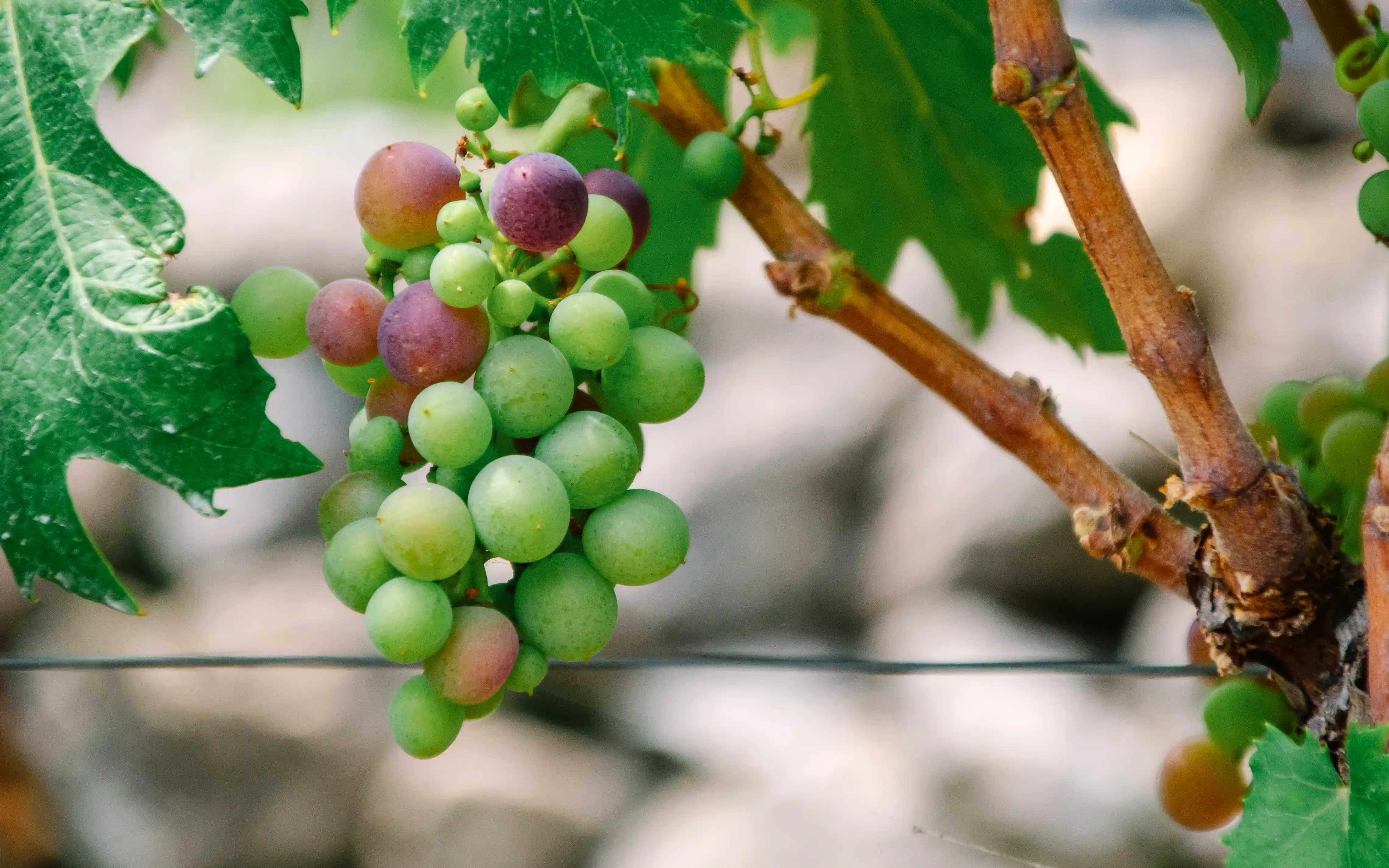 Le cantine: storie di famiglia