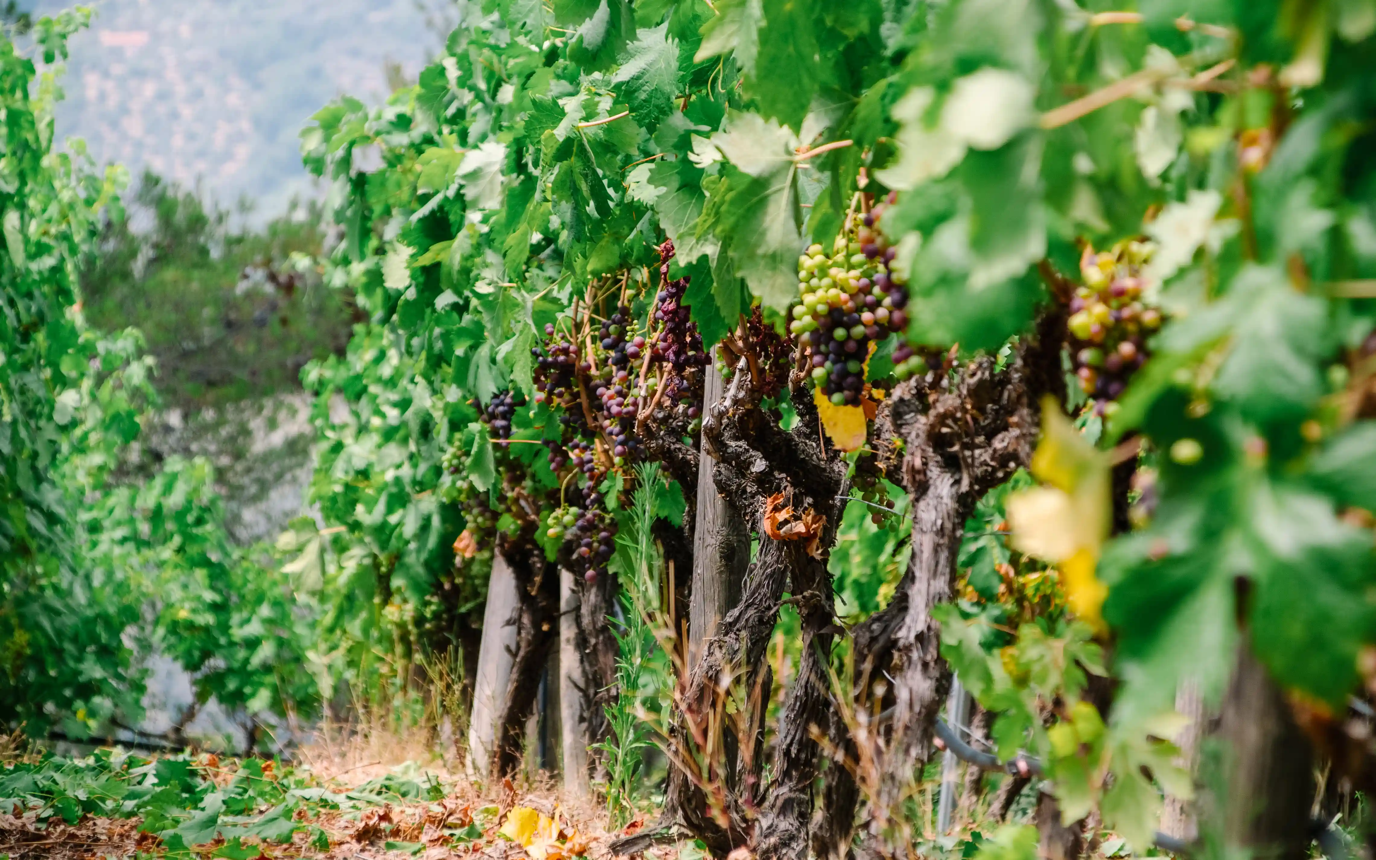 Rossese di Dolceacqua: il vino che racconta Soldano e la sua terra