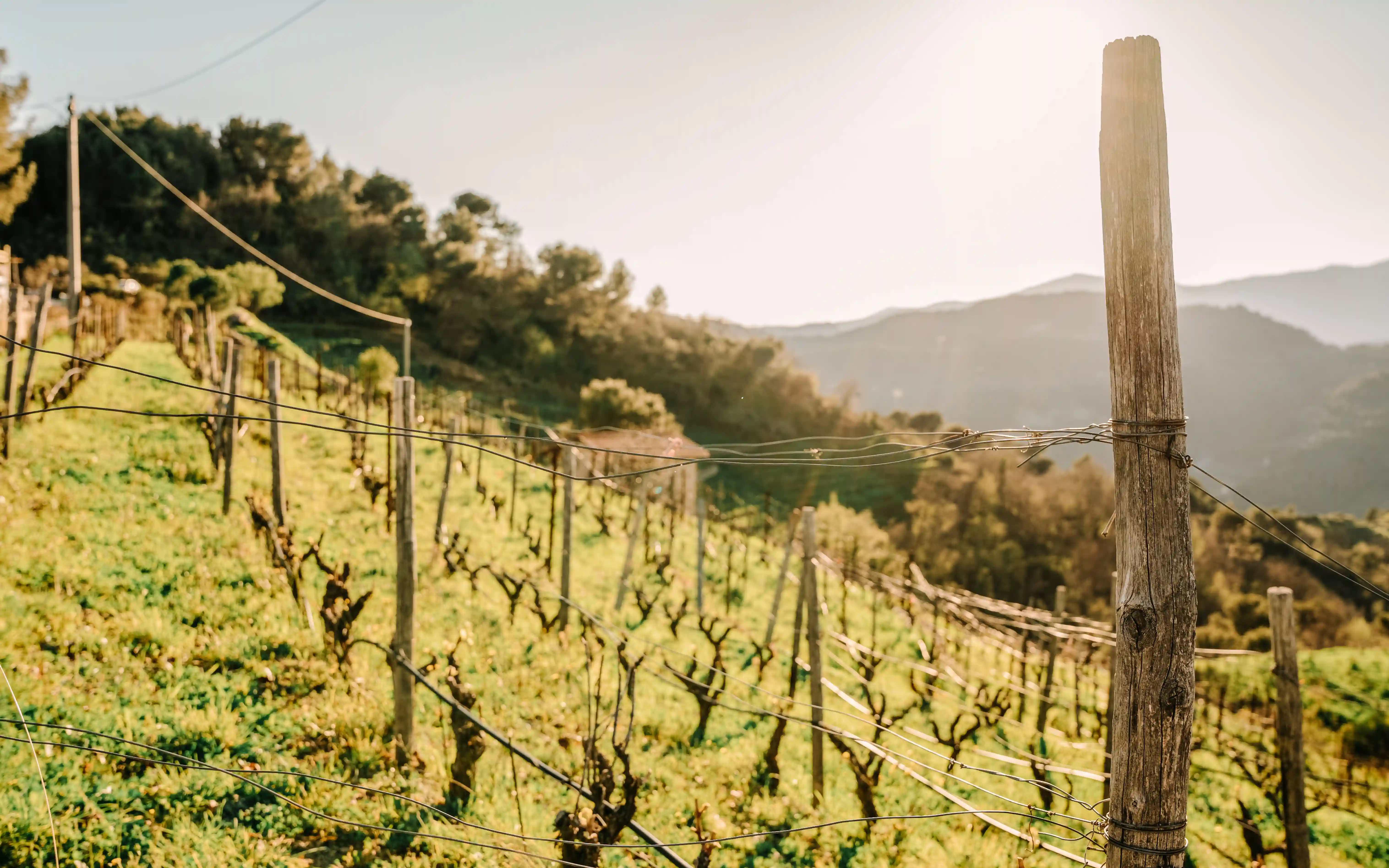 Un vino da vivere, non solo da bere