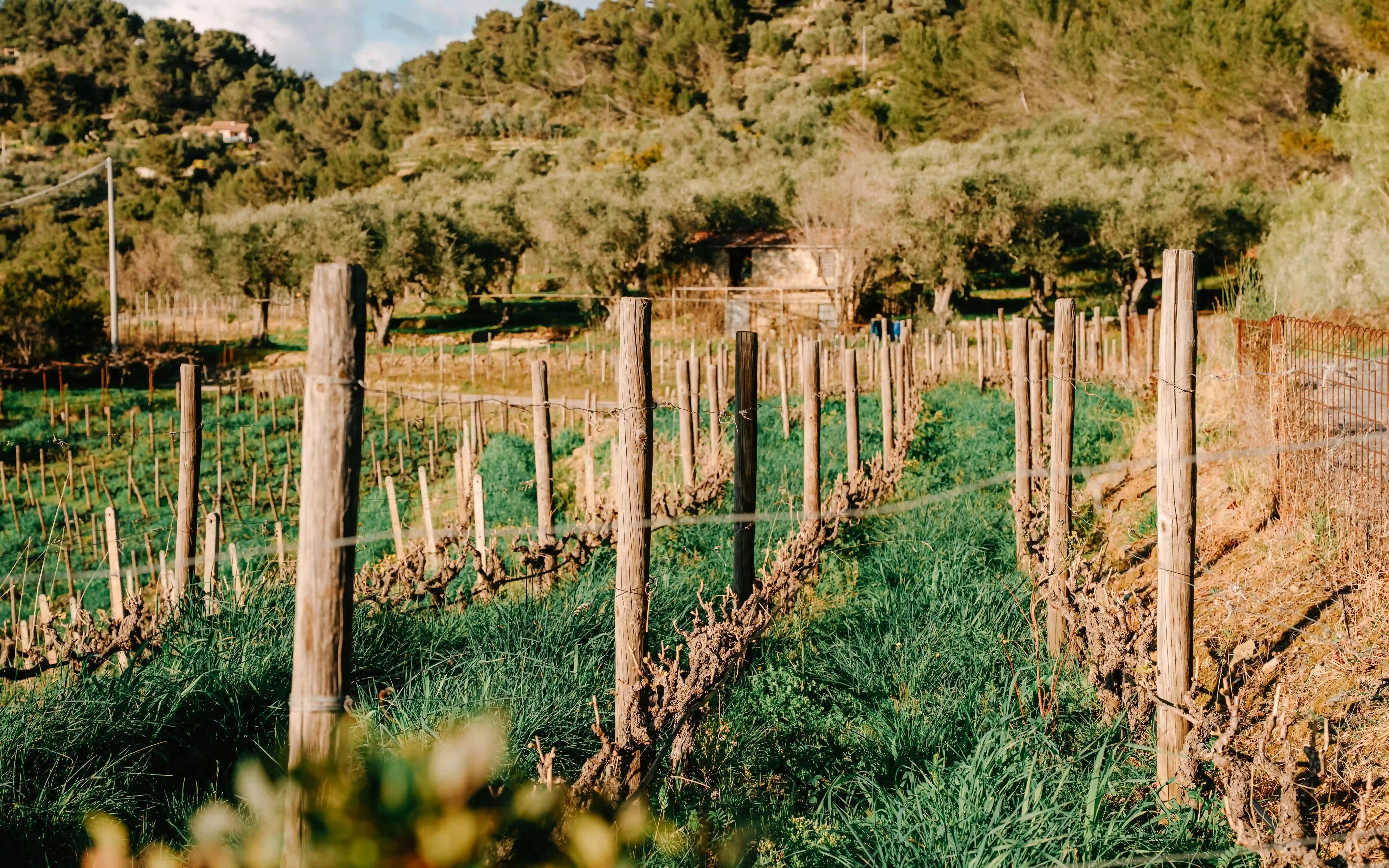 Il legame con il vino